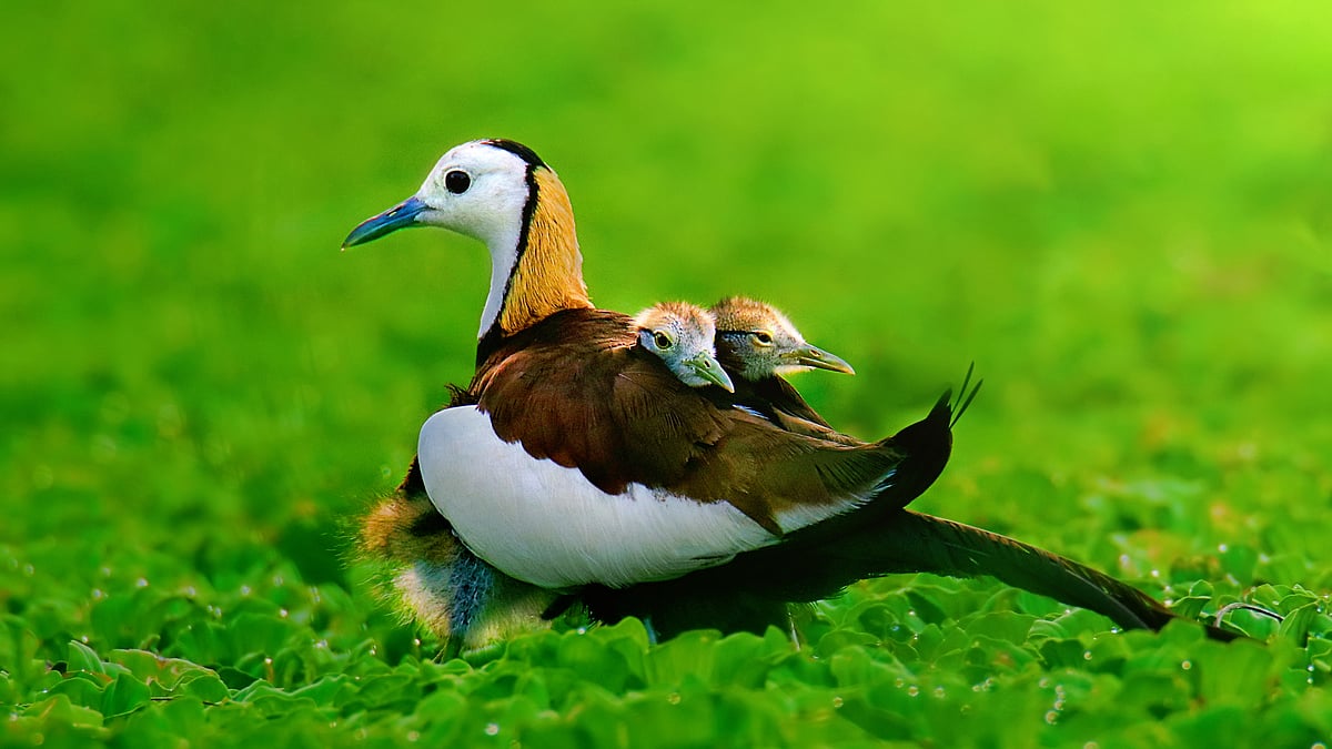 জলময়ূর