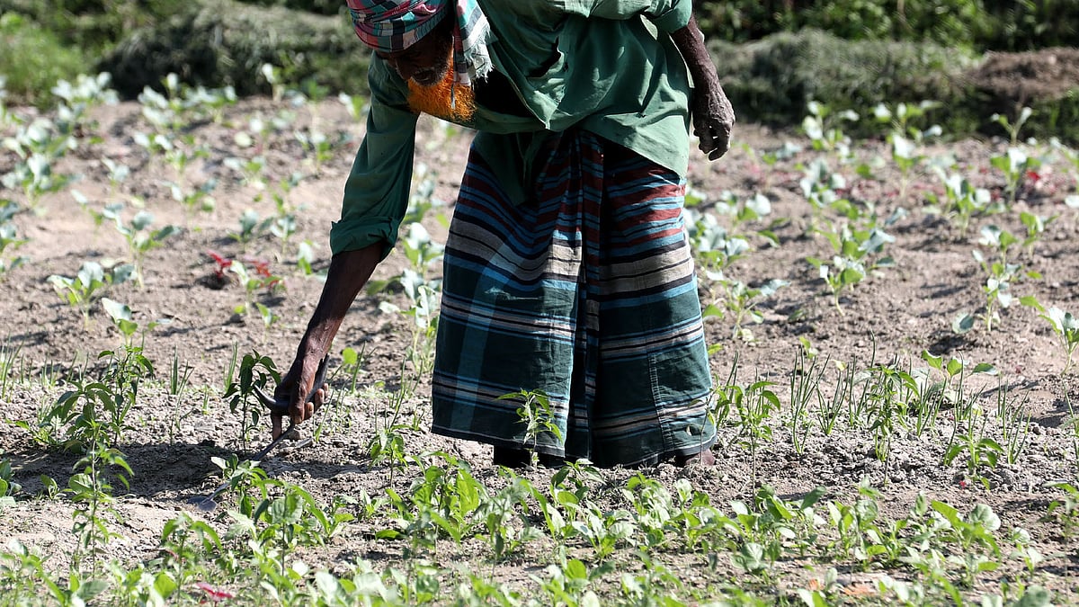 সবজিখেতের পরিচর্যায় ব্যস্ত কৃষক