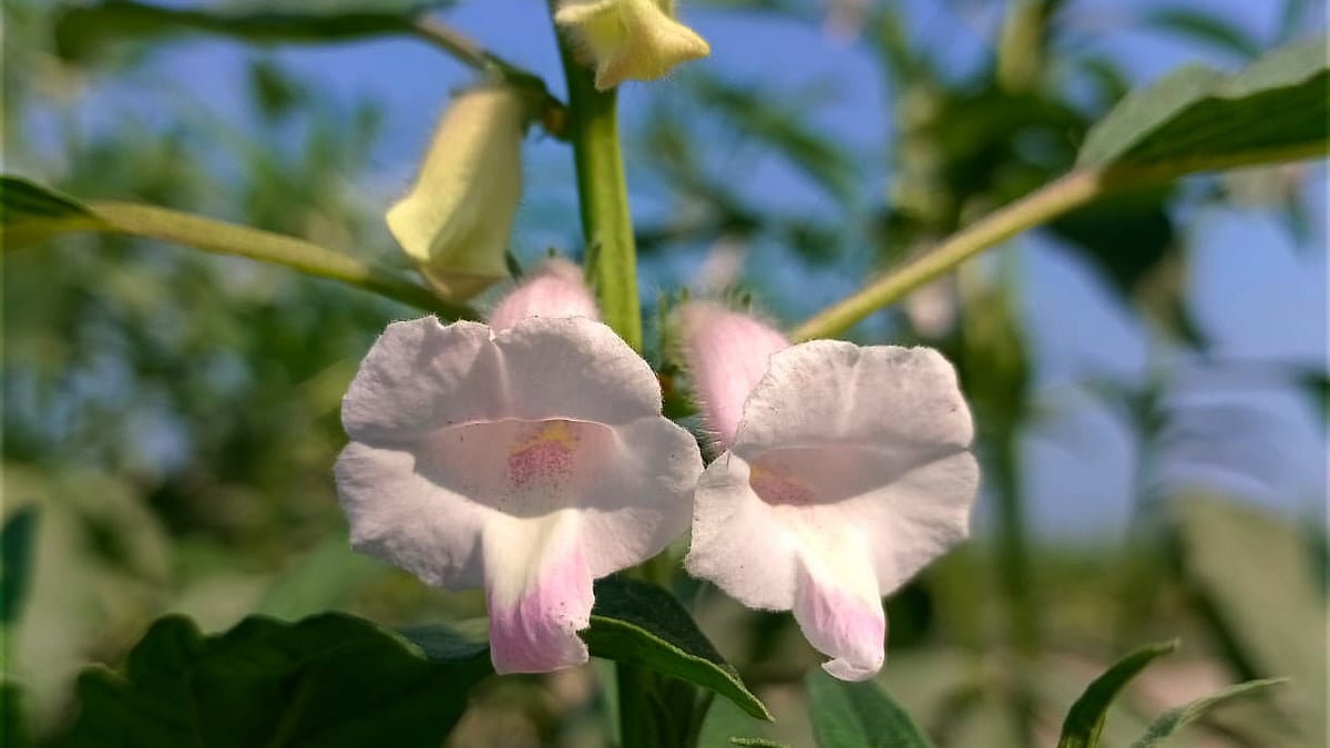 ছবি: মোস্তাফিজুর রহমান