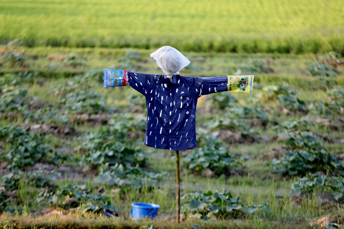 খেতের মাঝে রঙিন শার্ট পরা কাকতাড়ুয়া 