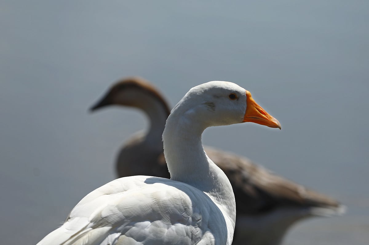 পানিতে নামার অপেক্ষায় দুটি রাজহাঁস 