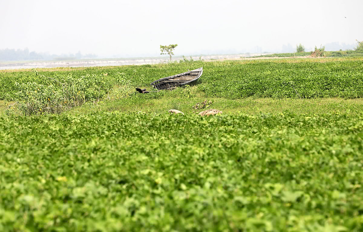 যমুনা নদীর চরে চাষ করা মাসকলাই। সেখানে পড়ে আছে একটি নৌকা