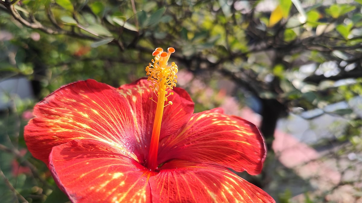 ছবি: আবদুর রহমান