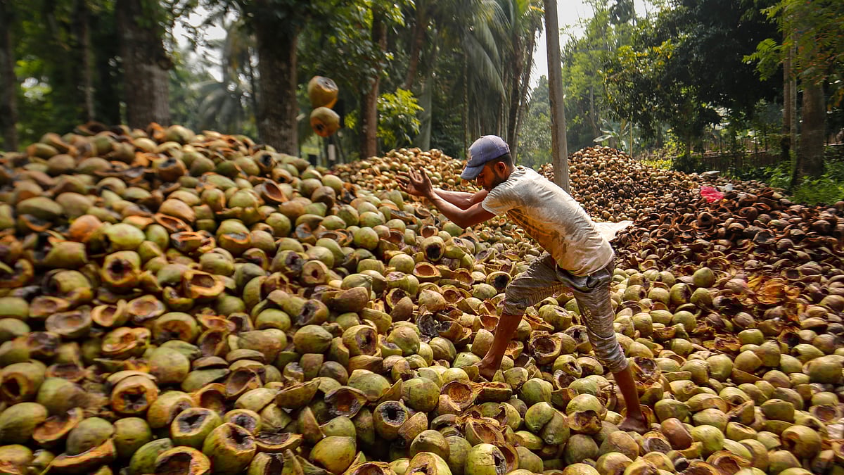 কচি ডাবের ফেলনা অংশ জড়ো করছেন শ্রমিকেরা