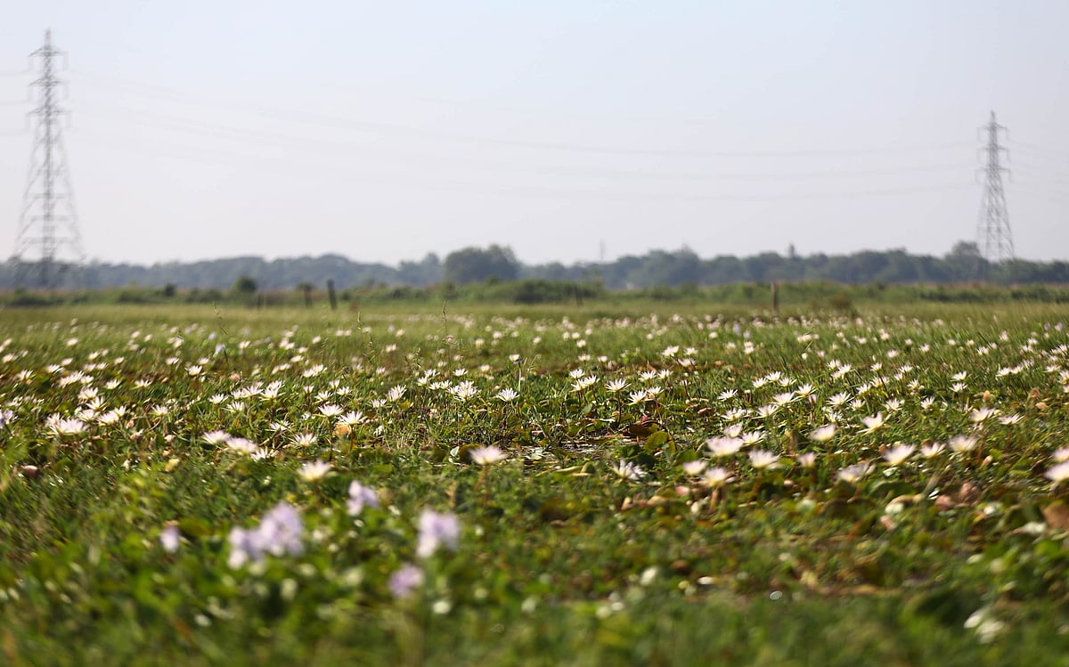 বিস্তৃত বিলজুড়ে সাদা শাপলা 
