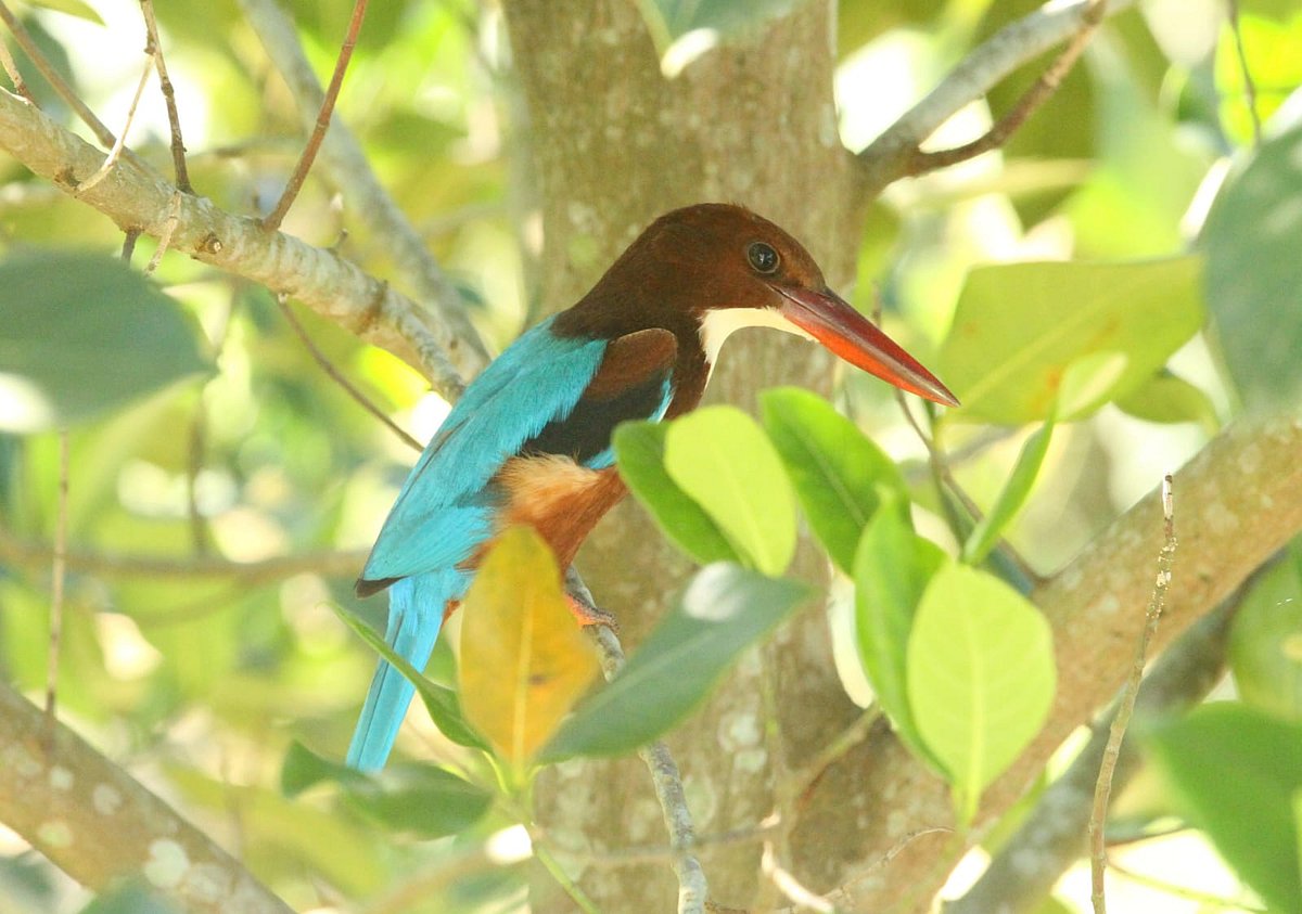 গাছের ডালে বসে আছে মাছরাঙা পাখিটি।