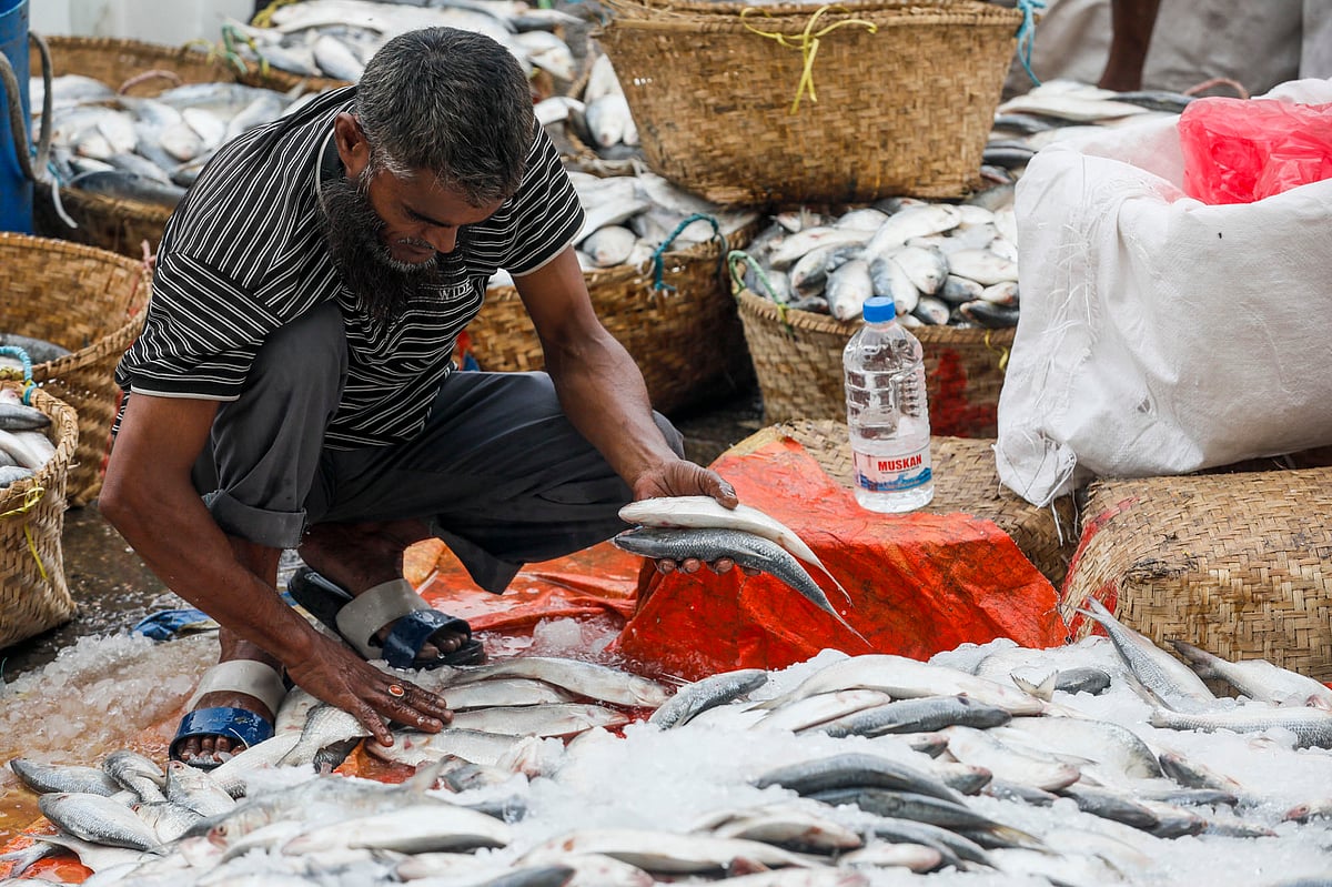 সাগর থেকে ধরে আনা ইলিশ থেকে ছোটগুলো বাছাই চলছে।