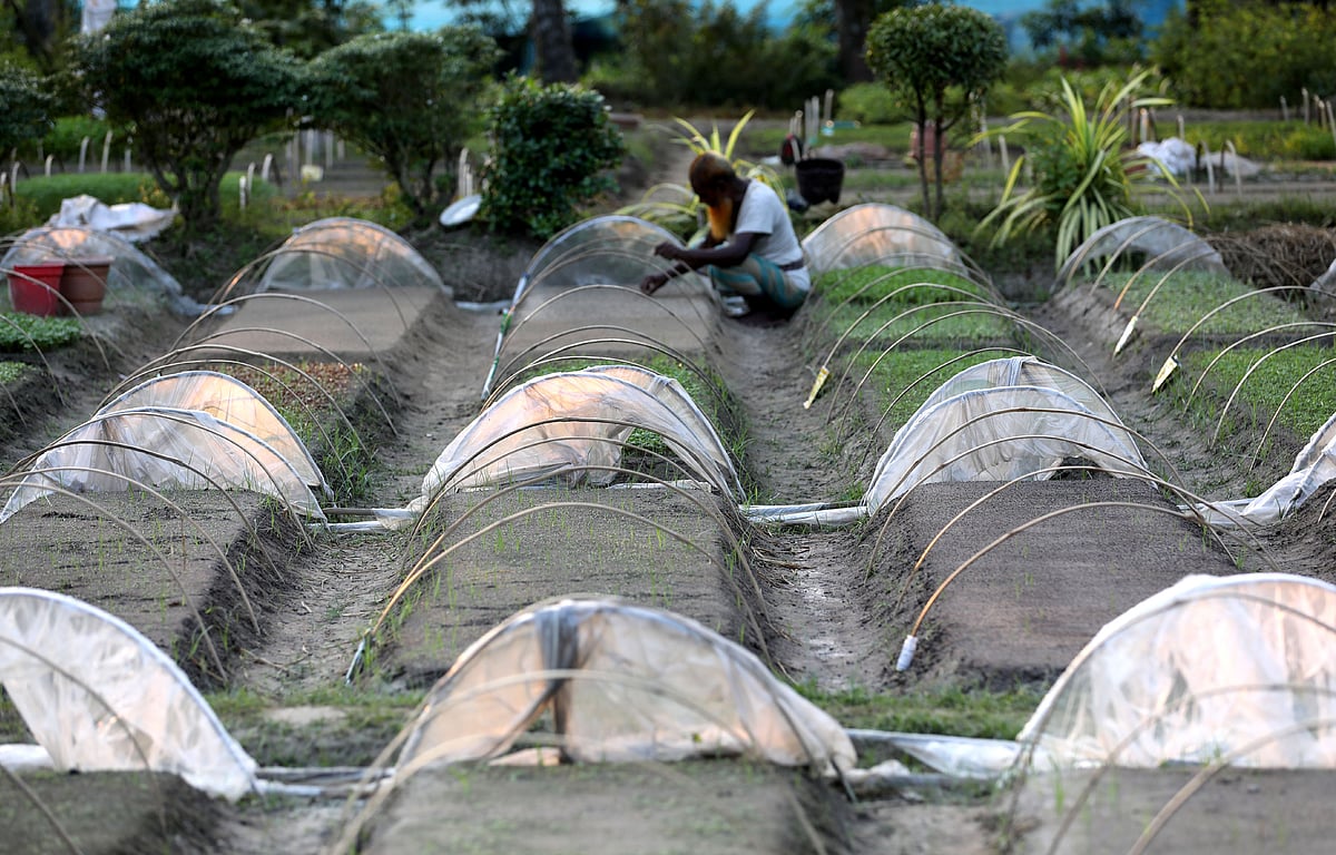 শীতকালীন ফুলের চারা বিক্রির জন্য বেডে বীজ বপন করছেন এক কৃষক 