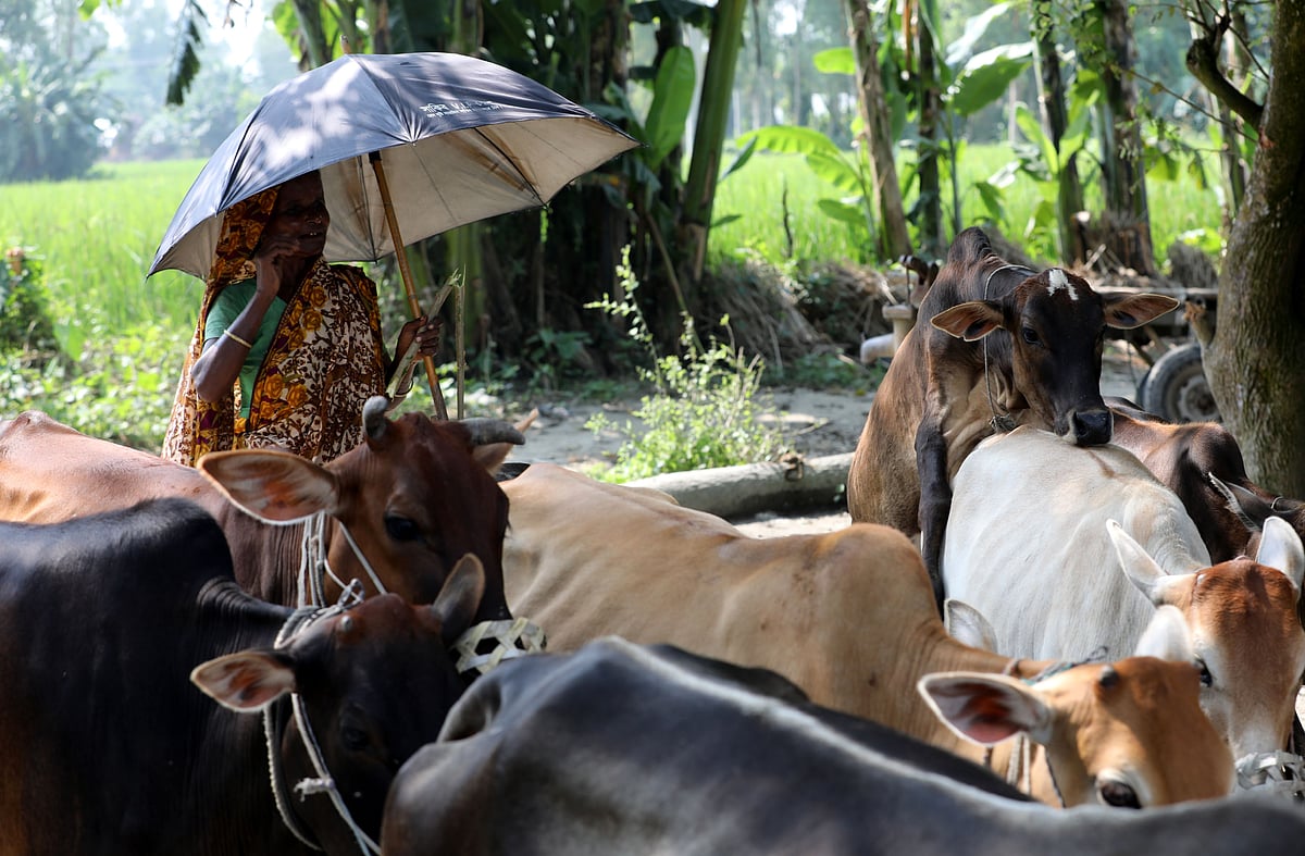ভোর থেকে গোয়ালঘরে, তবু হিসাবের খাতায় নাম নেই নারীদের