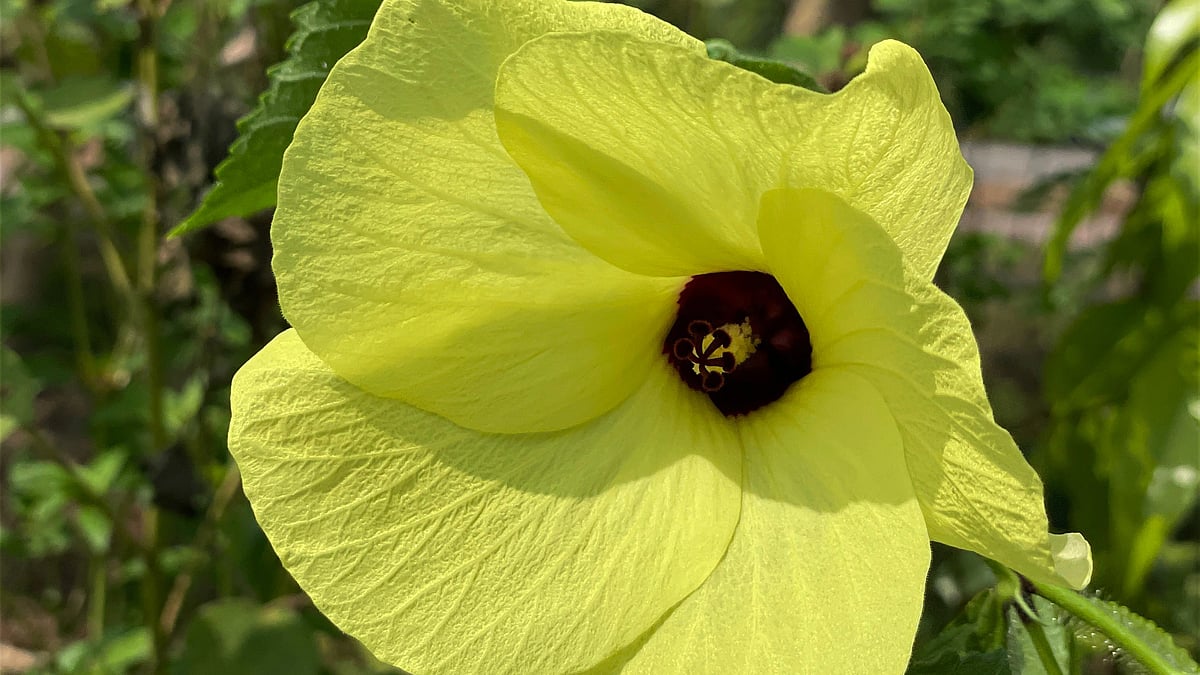 ছবি: আবদুর রহমান