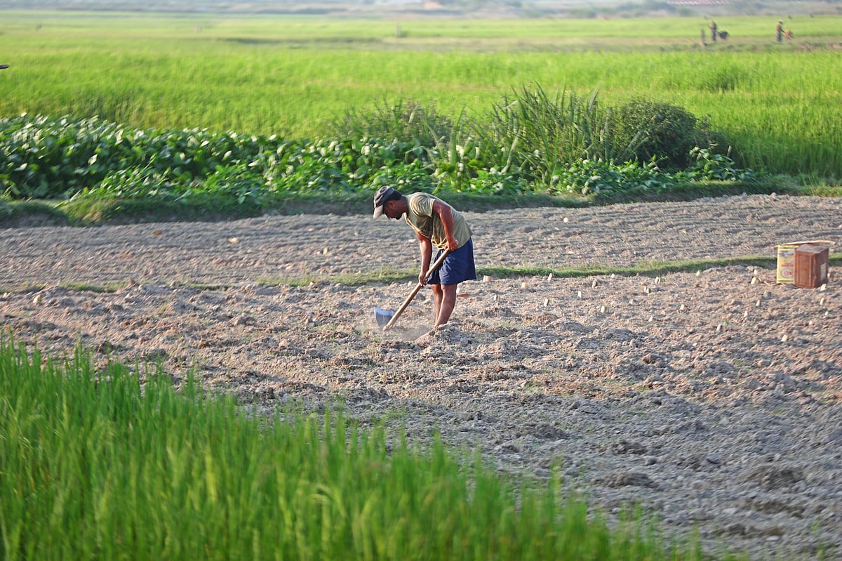 এই খেতে সবজি চাষ হবে, তাই কোদাল দিয়ে চলছে জমি তৈরির কাজ