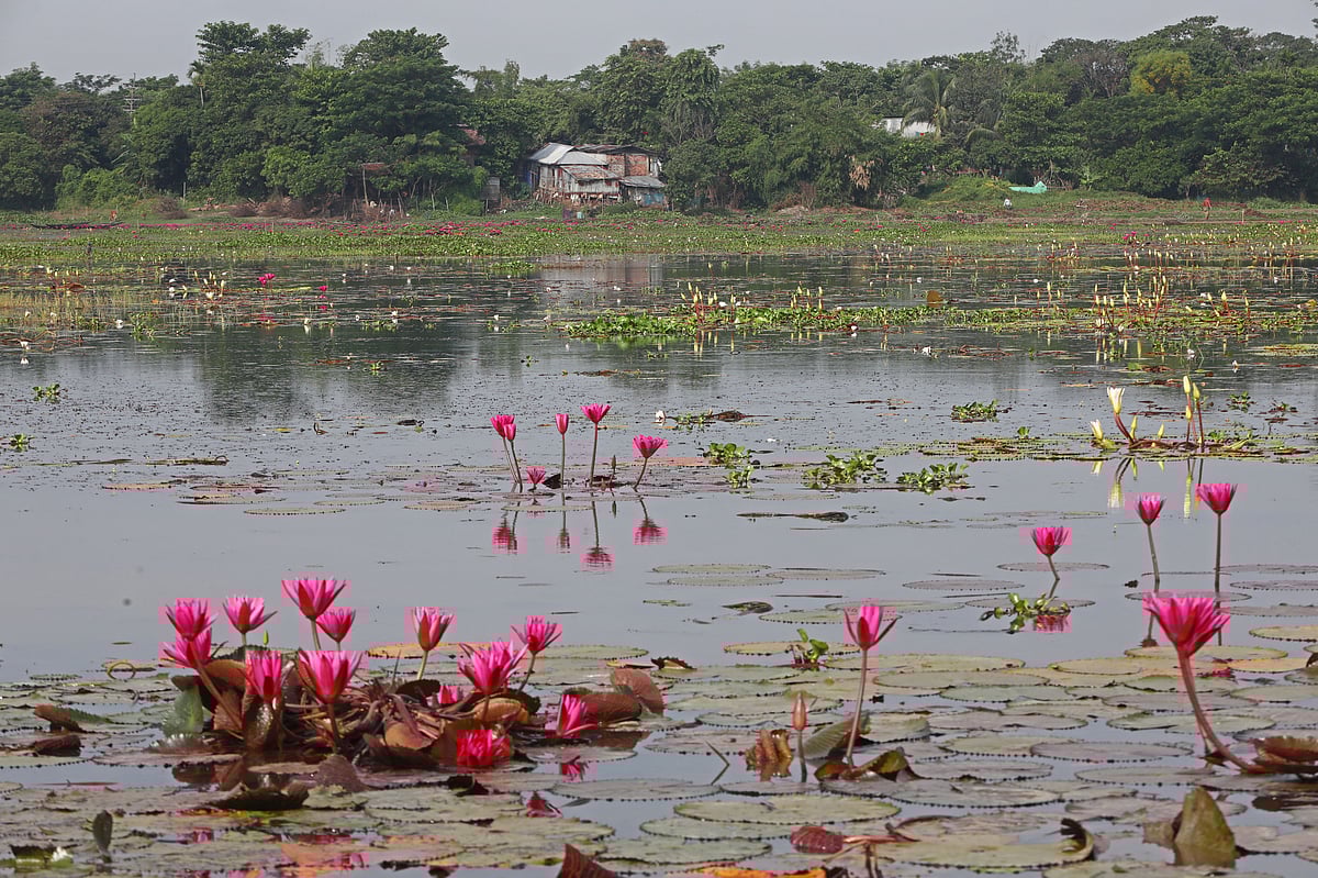 জলকরকান্দি গ্রাম লাগোয়া ‘দোবাগী হাওরে’ ফুটেছে লাল শাপলা 