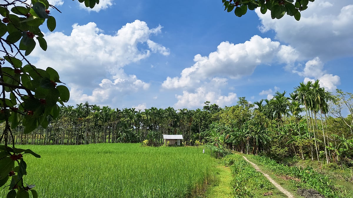 ছবি: সাইয়ান