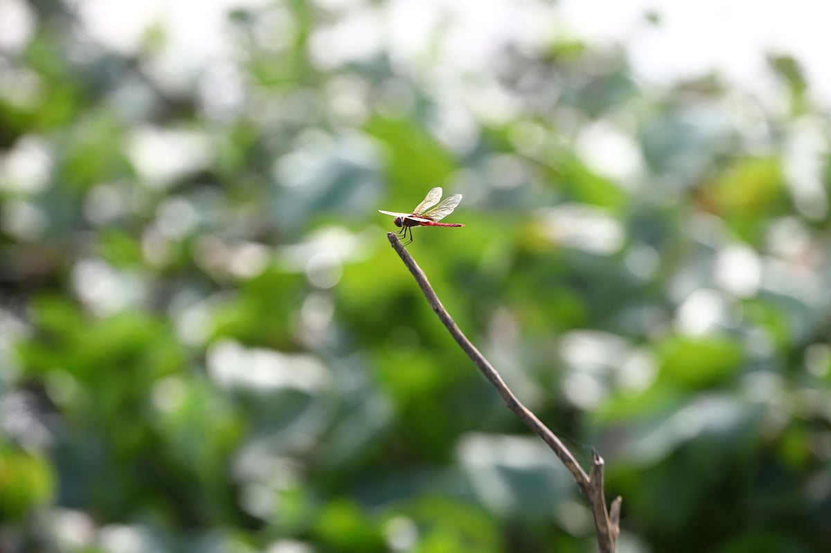 চারপাশে সবুজ ঝোপ। শুকনা ডালে বসে আছে লাল ফড়িং 