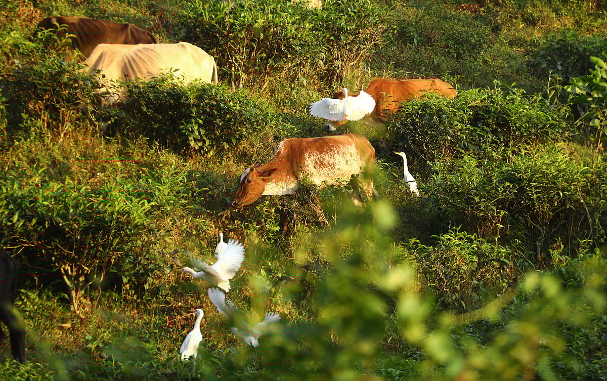 গরু খাচ্ছে ঘাস, বকগুলো ব্যস্ত পোকামাকড় ধরতে 