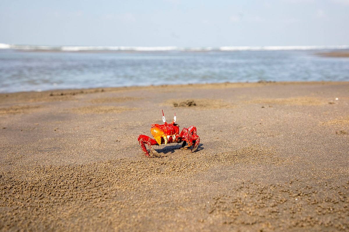 সৈকতের বালুতে একটি লাল কাঁকড়া 