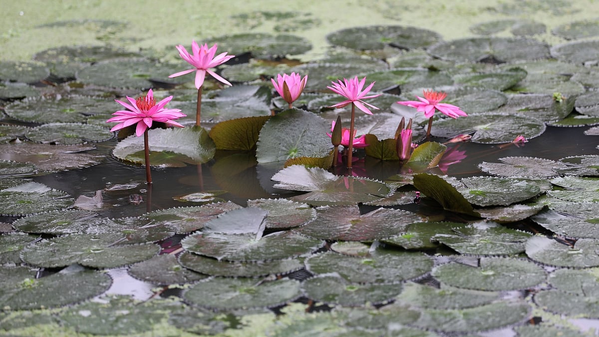 ছবি: সোয়েল রানা