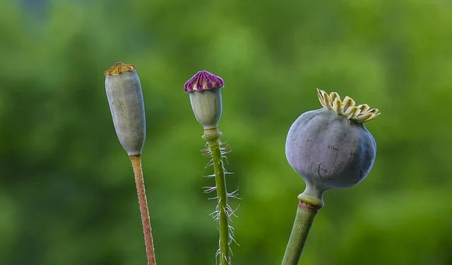 পপি সিড বা আফিমের গাছ এমন হয় দেখতে