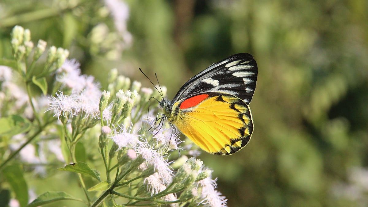 ছবি: সুপ্রিয় চাকমা