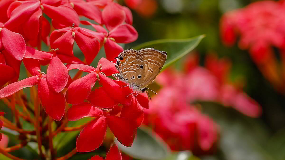 ছবি: সাদ্দাম হোসেন