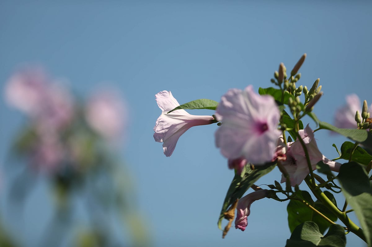 ডালে ঝুলছে ঢোলকলমি ফুল 