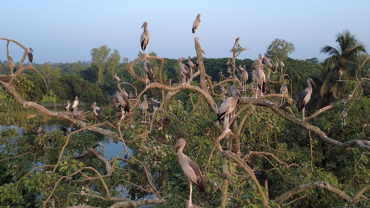 প্রাচীন পাকুড়গাছের মগডালে আশ্রয় নিয়েছে শামুকখোল পাখি