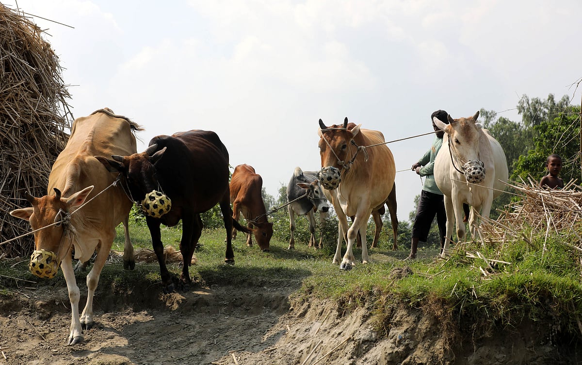 ঘাস খাওয়াতে যমুনার চরাঞ্চলে নেওয়া হচ্ছে গরু