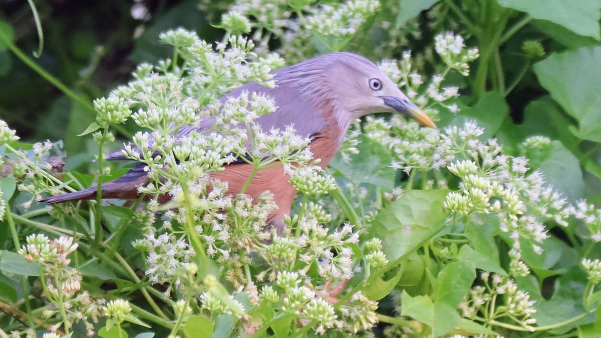 ছবি:  তাফসিলুল আজিজ