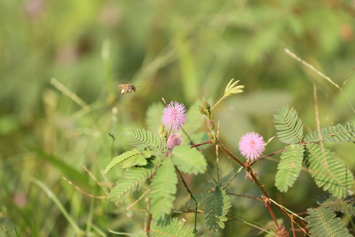 ছবি: সোয়েল রানা 