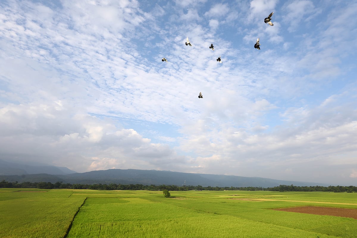 নিচে সবুজ ধানখেত, ওপরে নীল আকাশে সাদা মেঘ। উড়ছে পায়রার ঝাঁক।