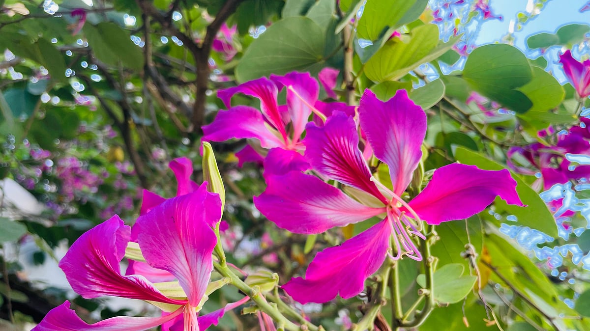 ছবি: আবদুর রহমান