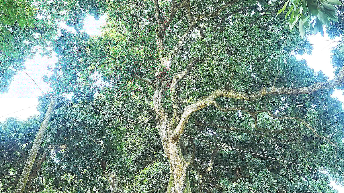গ্রামের এমন কোনো বাড়ি নেই, যেখানে লিচুগাছ পাওয়া যাবে না।