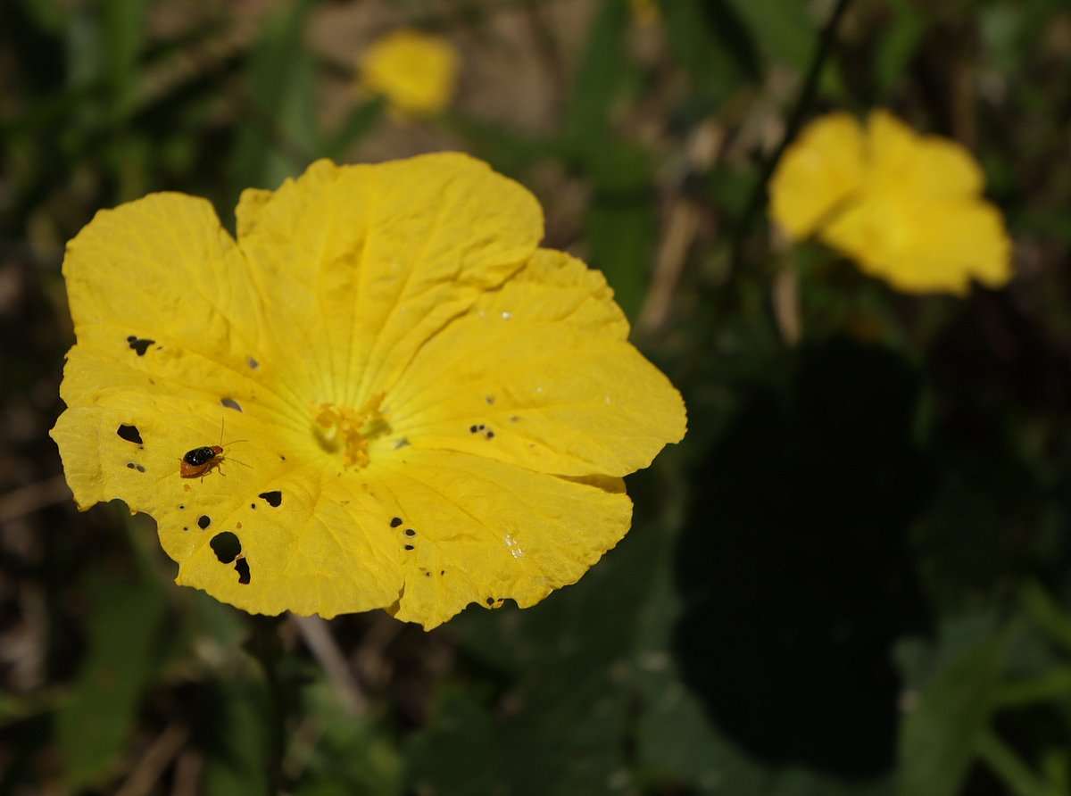 ছবি: মং হাই সিং মারমা