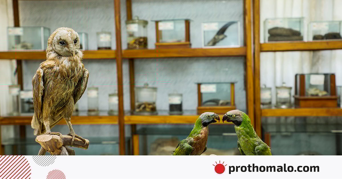 মৃত বন্য প্রাণীর জাদুঘর মৃত বন্য প্রাণীর জাদুঘর