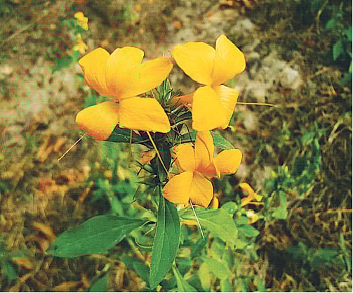 দুই রঙের সুদর্শন ঝিন্টি