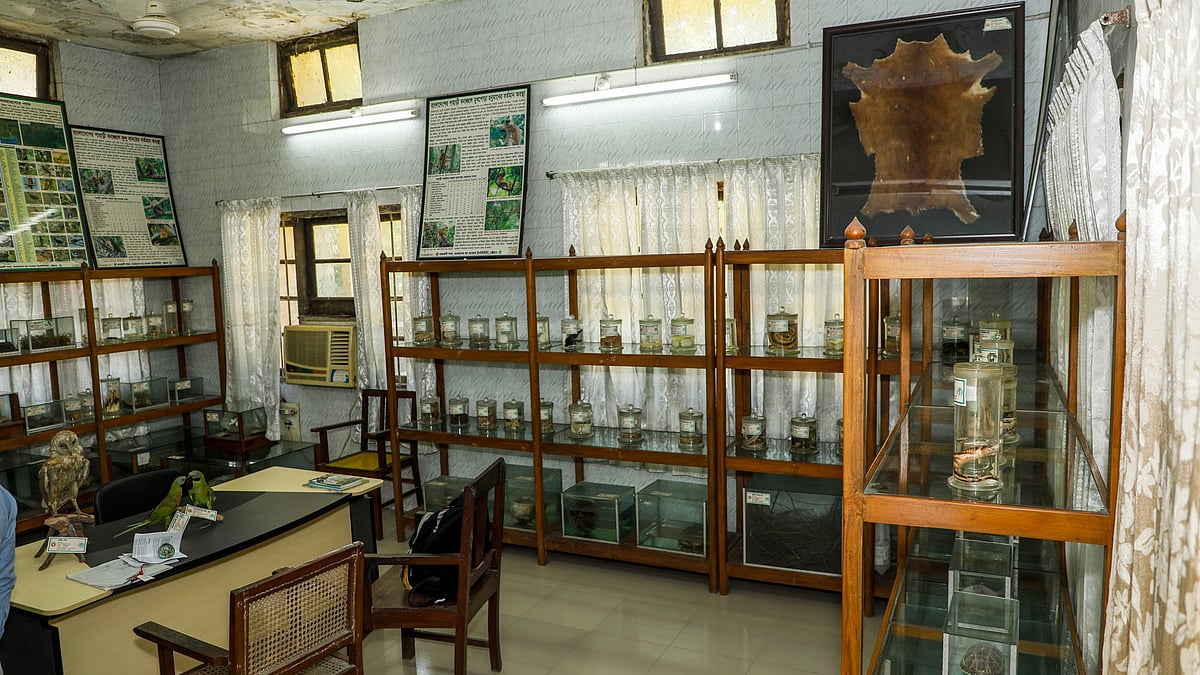 এই ঘরে রয়েছে শতাধিক পশু-পাখির দেহ