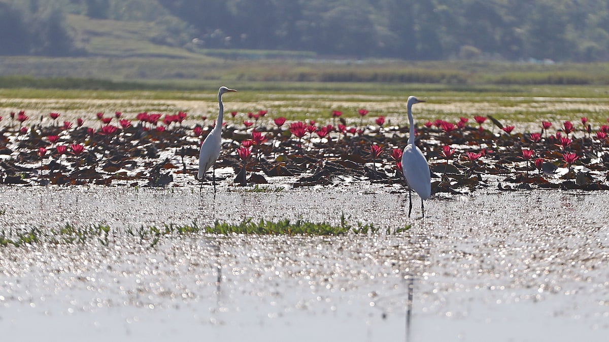 লাল শাপলার পাশে ঠায় দাঁড়িয়ে আছে দুটি সাদা বক