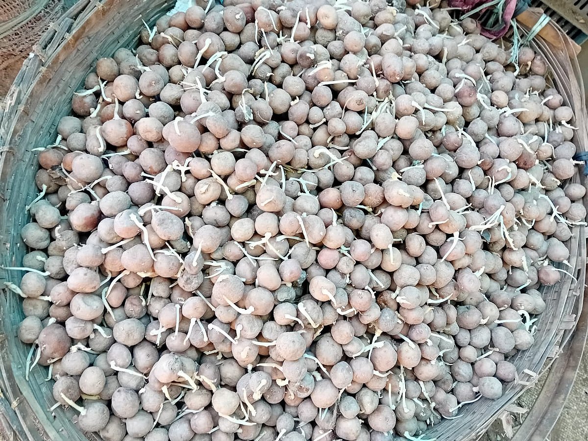 টুকরিভর্তি আলুর বীজ 