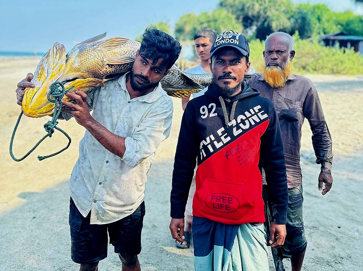 সেন্ট মার্টিনে ধরা পড়ল ৩৩ কেজির কালো পোপা, দাম ৭ লাখ | প্রথম আলো