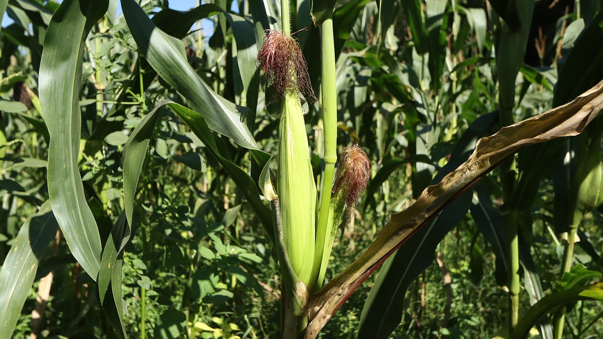 গাছে ঝুলছে ভুট্টার মোচা