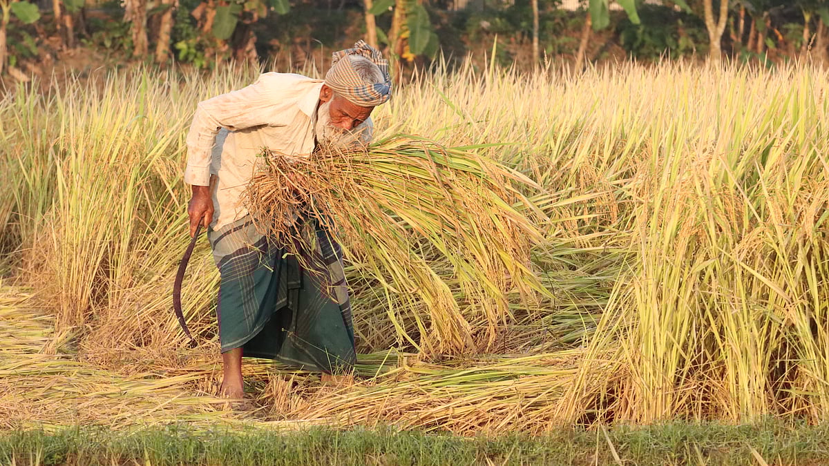 নিজের খেতের ধান নিজেই কাটছেন প্রবীণ কৃষক