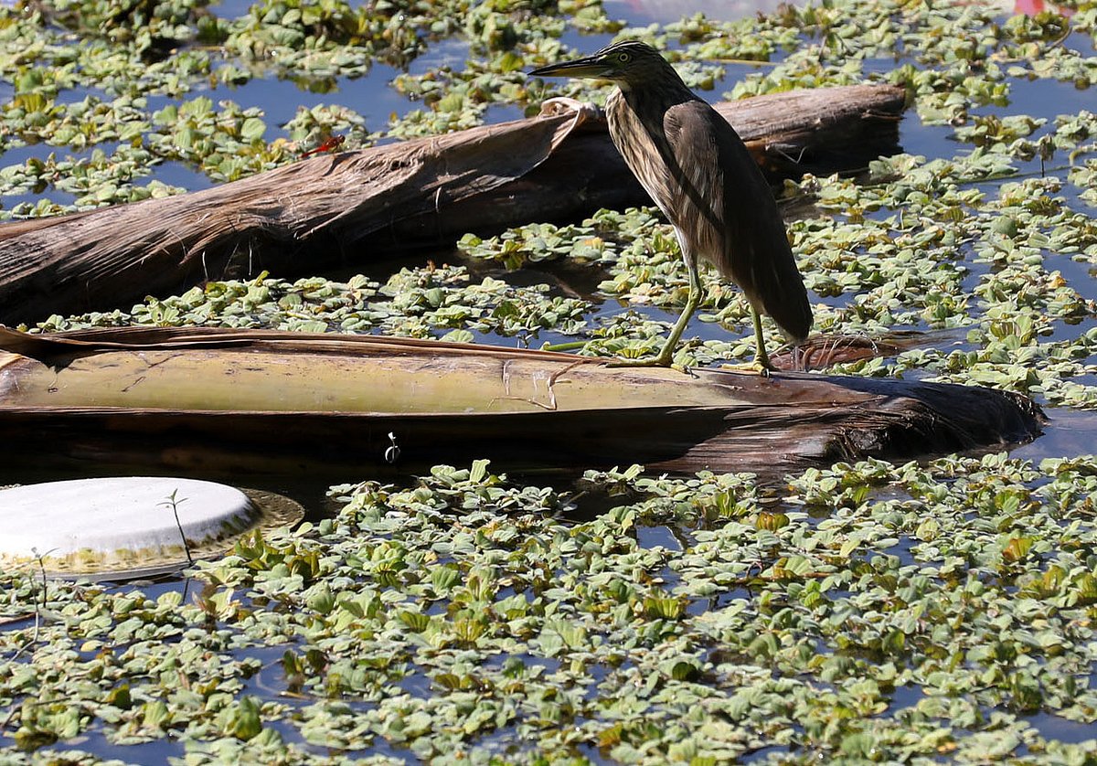 খালে ভেসে থাকা কলাগাছের ওপর বসে আছে একটি কানিবক। 
