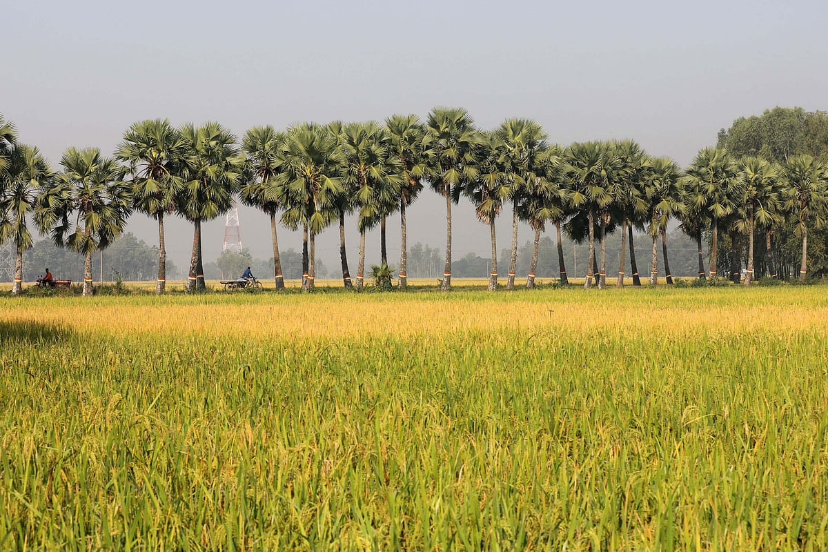 গ্রামীণ আঁকাবাঁকা সড়কে সারি সারি তালগাছ।