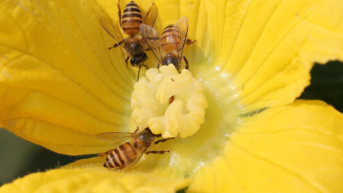  ছবি: সোয়েল রানা