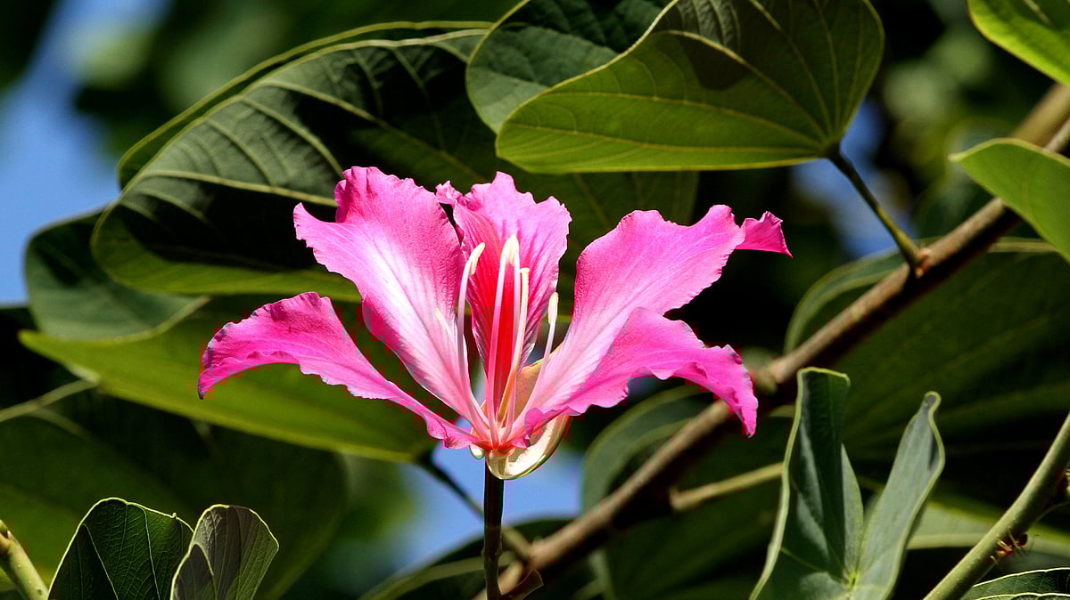 ছবি: সুপ্রিয় চাকমা