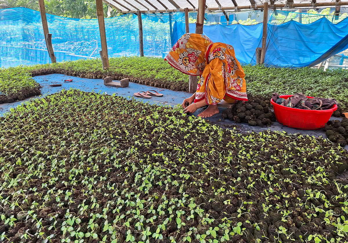 ভাসমান বেডে লাগানোর জন্য বীজ প্রস্তুত করছেন এক নারী 