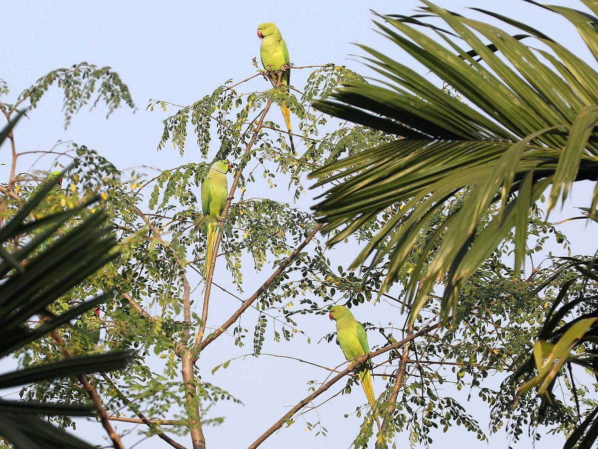 হেমন্তের মিঠে রোদে গাছের ডালে টিয়া পাখির ঝাঁক 