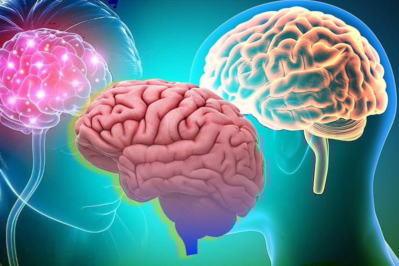 মস্তিষ্কের বয়স কয় ধাপে বাড়ে, কী পরিবর্তন আনে