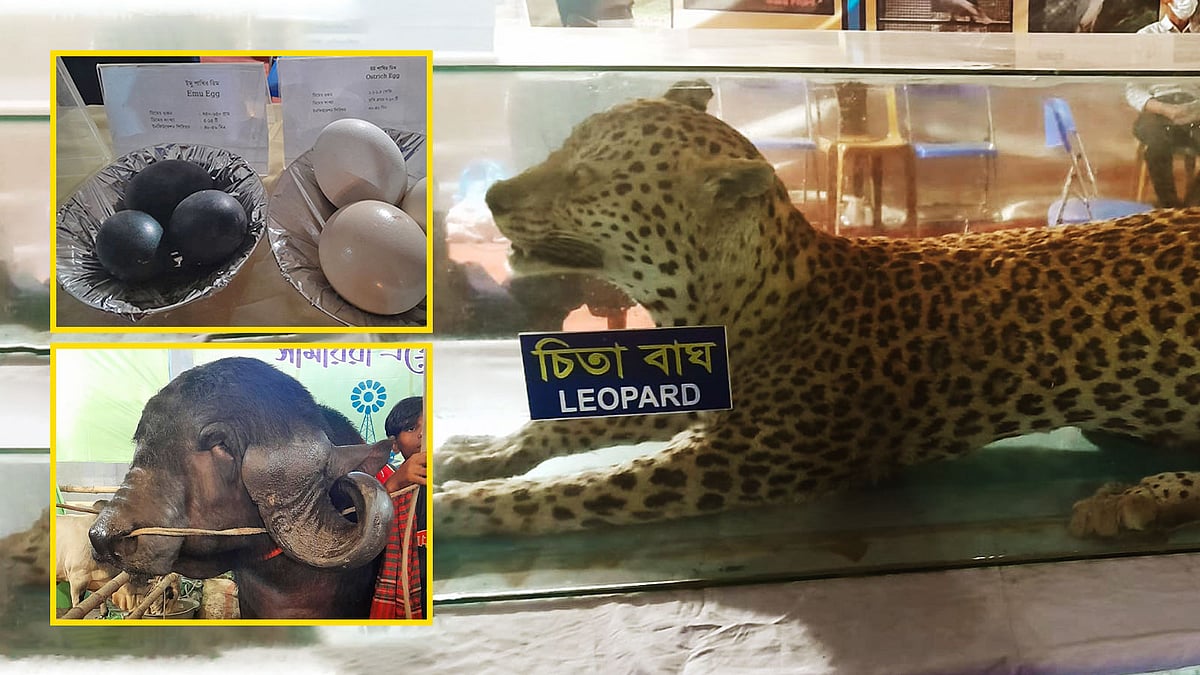 স্টাফড চিতা থেকে কাচকি মাছের চানাচুর, কী নেই জাতীয় প্রাণিসম্পদ প্রদর্শনীতে