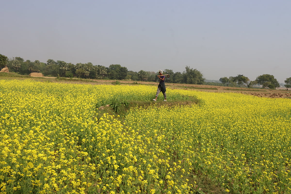চোখ জুড়ায় শর্ষের হলুদ ফুলে 